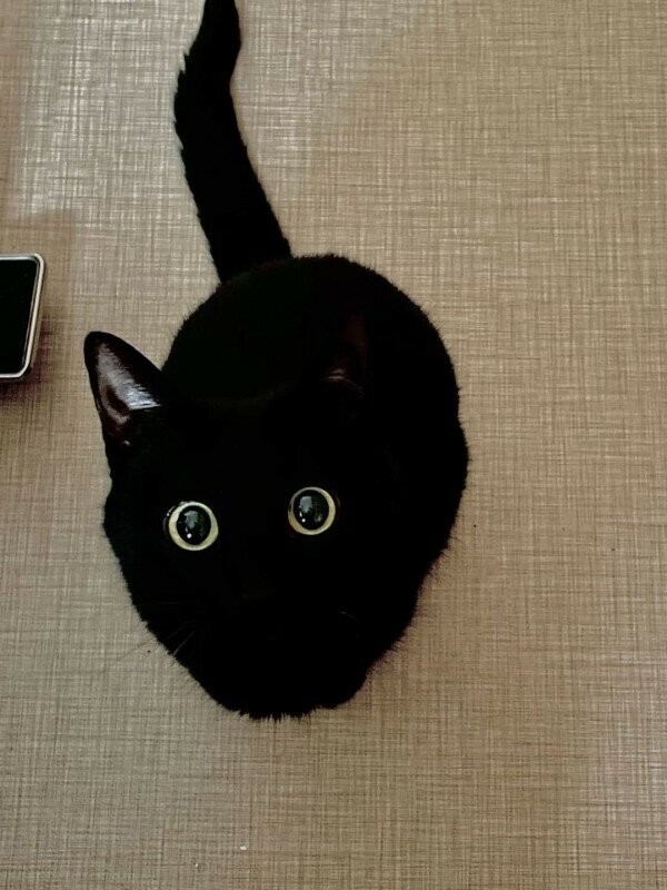 거보 이미지