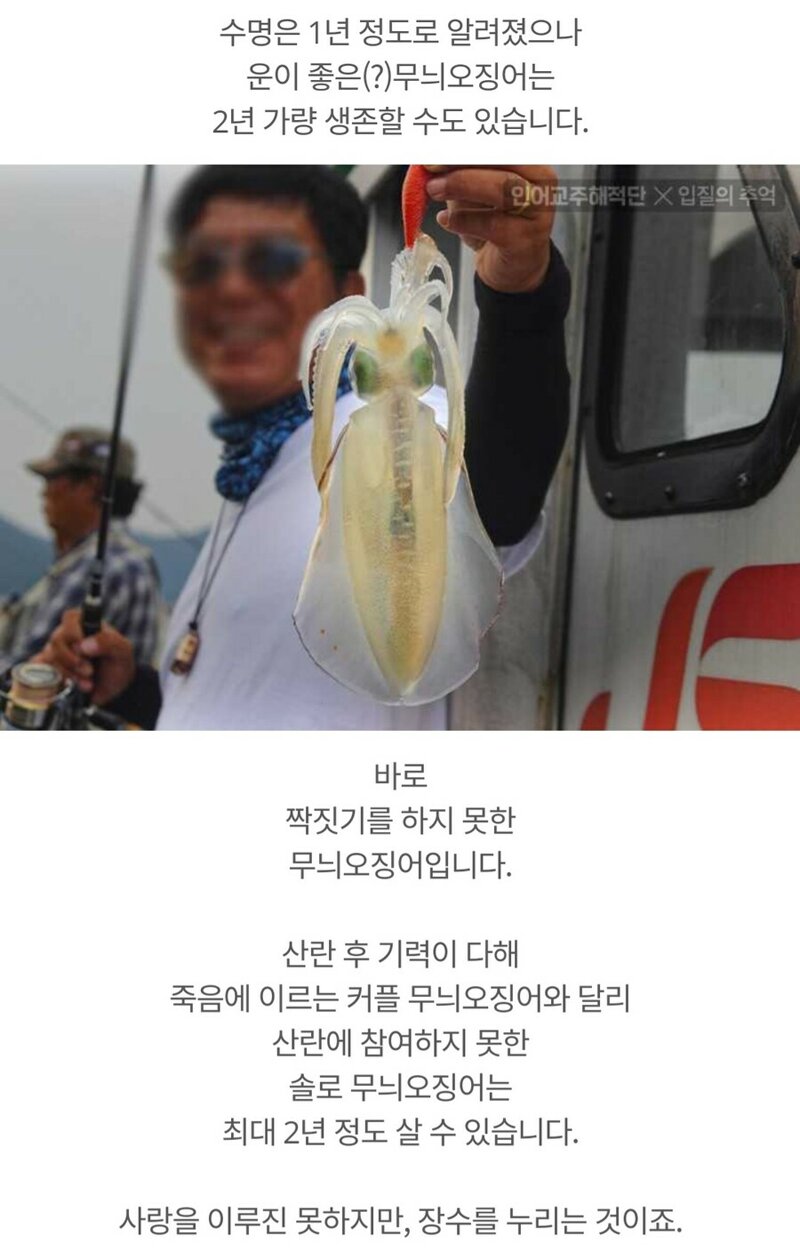 낭만오징어 이미지