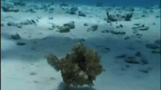 문어가 바닷속에서 이동하는 방법