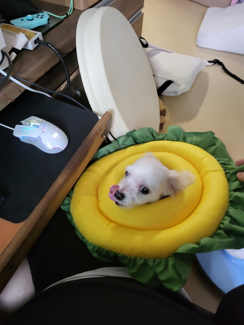 카라피시방 이미지
