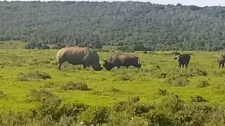 코뿔소 vs 물소