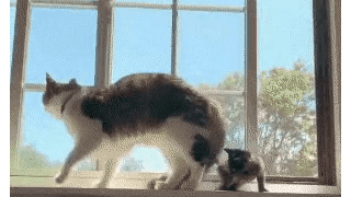아기 고양이가 내려가는 방법