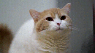 고양이 똥 쌀 때 표정 클로즈업.gif