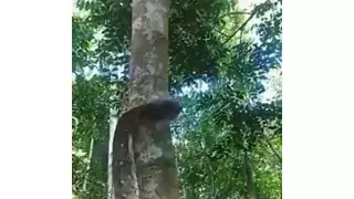 나무에 올라가는 비단 뱀