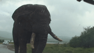 밑에 투표글에 붙혀줄 아프리카 코끼리 실물체감 크기 사진