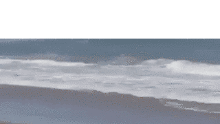 해변가에서 잠든 바다표범