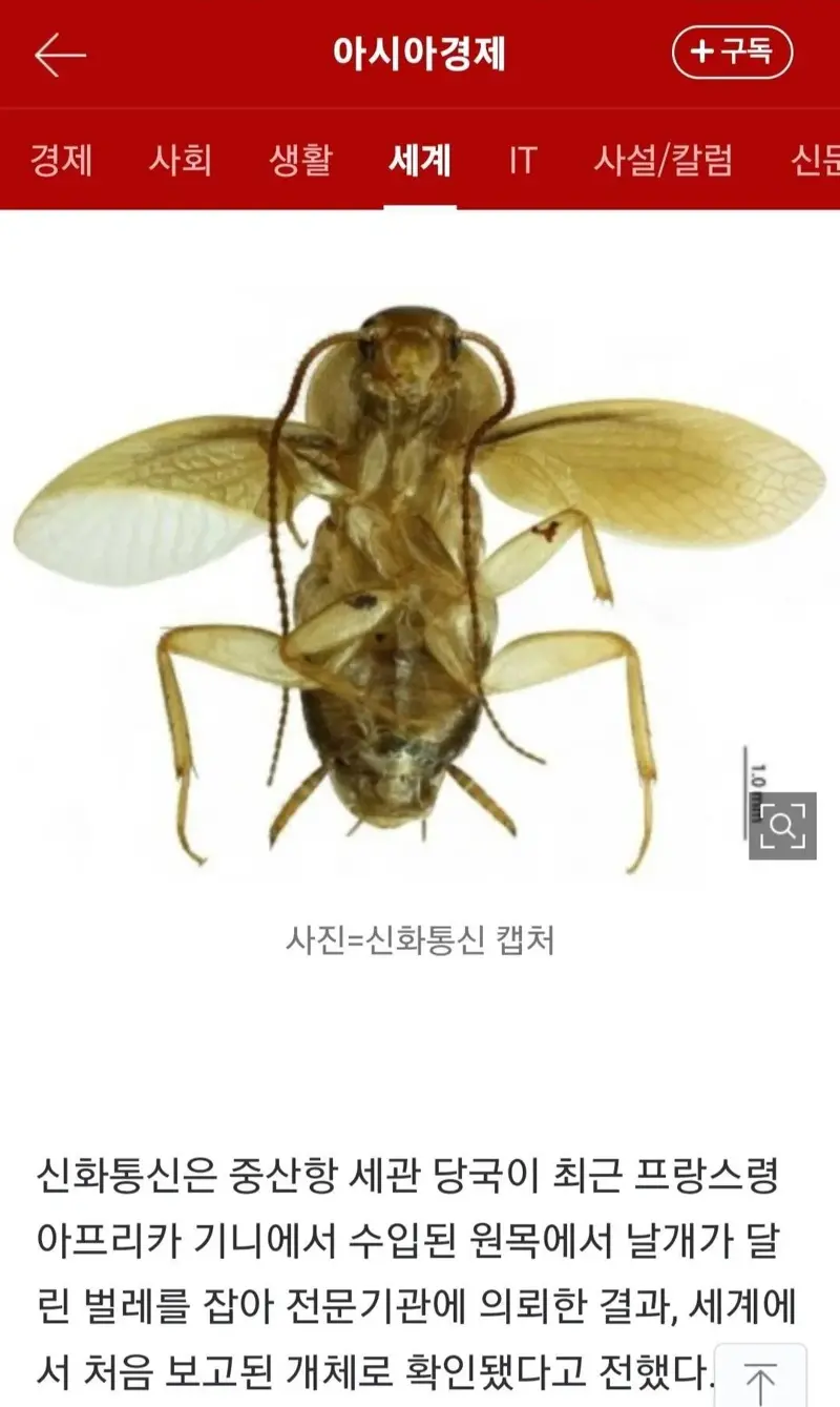 짱깨 이미지