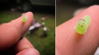 세상에서 가장 귀엽고 작은 애벌레