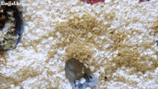 새끼 오징어의 모래 위장술