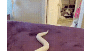 극세사 담요위에 뱀을 올리면