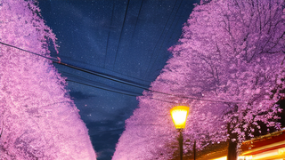 벚꽃이 만개한 밤거리.