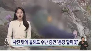 동강할미꽃 찍으러 몰려든 사진 동호회 아재들