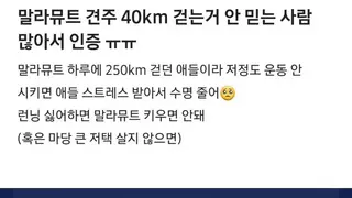 하루에 40킬로미터 산책 시킨다는 말라뮤트 견주