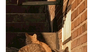야 저기 니 집사 지나간다ㅋㅋㅋ
