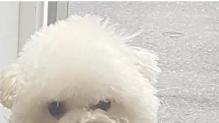 강아지한테 비웃음 당한적 있니