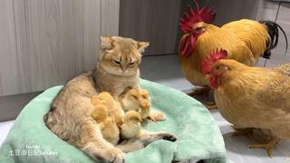 병아리 돌보는 고양이