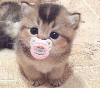 그냥 아기고양이 짤 하나 | 메이플 인벤 그냥 아기고양이 짤 하나 | 메이플 인벤