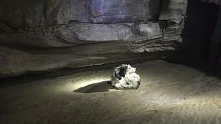 500미터 지하동굴 탐험 중 발견된 댕댕이.jpg