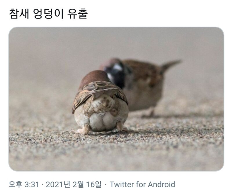 참새 이미지