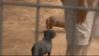 사자 : 얘는 이따 점심... 얘는 이따 간식....gif