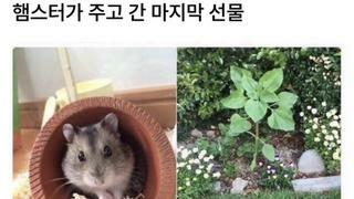 햄스터가 주고간 마지막 선물
