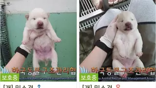 눈도 못 떠보고 안락사 당하는 강아지들