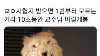 위에서 살펴보는 비둘기마술트릭