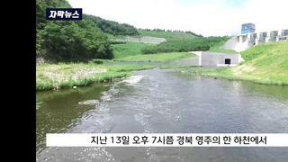 경북 영주에서 발견된 악어