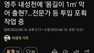 영주 내성천에 '몸길이 1m' 악어 출현?…전문가 등 투입 포획작업 중