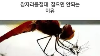 잠자리가 좋아하는 핑거푸드