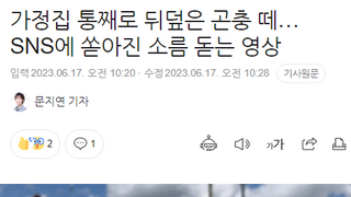 (혐) 가정집 통째로 뒤덮은 곤충떼.. 미국 네바다주 덮쳐