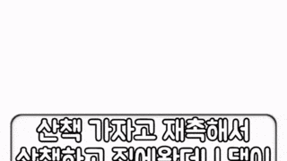 산책가자고 조르는 푸들