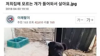 저희집에 모르는 개가 들어와서 살아요