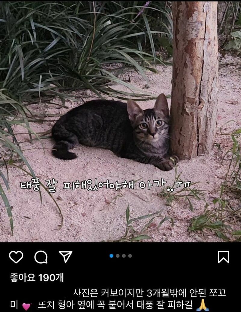 내집엔 이미지