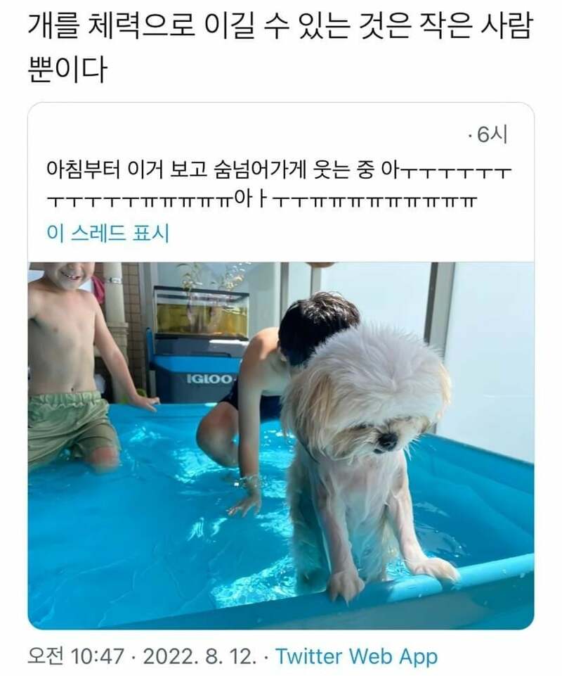 메이플스토리 인벤 : 조카들한테 기빨려서 지쳤던 강아지 근황 - 메이플스토리 인벤 자유게시판 조카들한테 기빨려서 지쳤던 강아지 근황