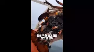 알이 꽉찬 랍스터를 잡은 어부