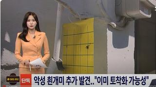 단독) 창원 흰개미 추가 발견…