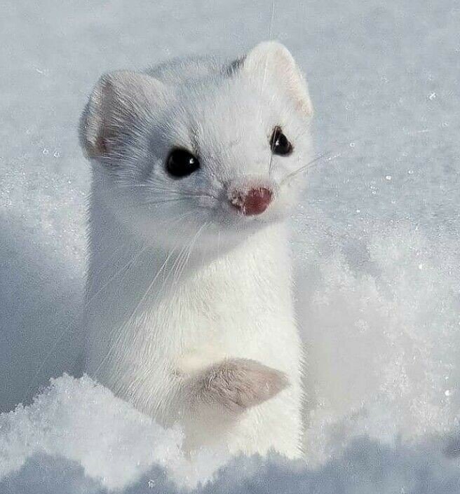 너프 이미지