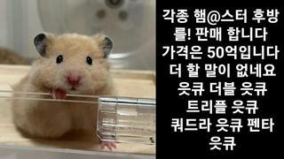 햄 스 터 & 후 방 각 종 아 이 디 팝 니 다.