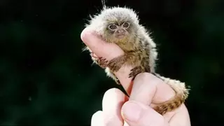 세계에서 가장 작은 원숭이의 사냥법