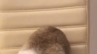 겨울에만 볼수있는 고양이자세