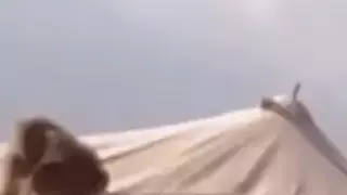 한 성격하는 개코원숭이