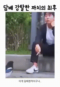까치복사 이미지