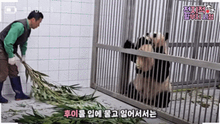 공동육아 요구하는 아이바오.gif