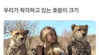 가끔하는 호랑이 크기에대한 착각