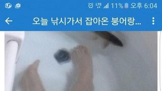 오늘 낚시가서 잡아온 붕어랑...