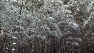 추운 만화