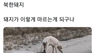 북한의 돼지