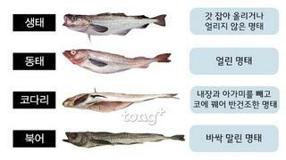한국인이 사랑하는 생선