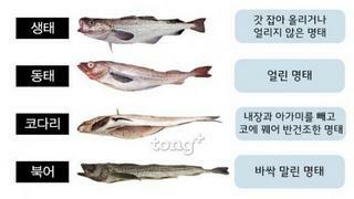 한국인이 사랑한 생선